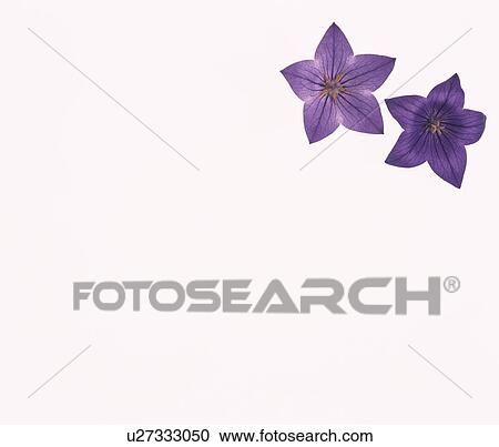Stock Image - Bellflower. Fotosearch
