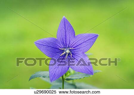 Bellflower View Large Photo Image Stock Photography - Bellflower. Fotosearch