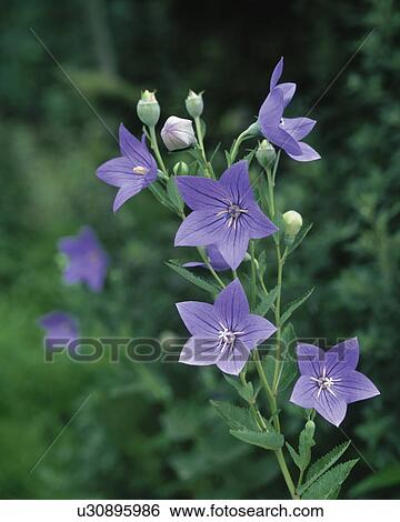 Bellflowers View Large Photo Image Stock Photograph - Bellflowers. Fotosearch