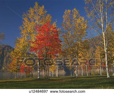 Birch tree in autumn, Hokkaido Prefecture, Japan View Large Photo Image Stock Photo - Birch tree in autumn, Hokkaido Prefecture, Japan. Fotosearch