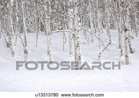 Birch tree in snow, Akita Prefecture, Honshu, Japan View Large Photo Image Stock Image - Birch tree in snow, Akita Prefecture, Honshu, Japan. Fotosearch