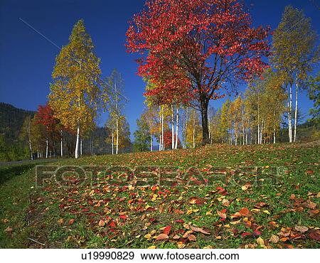 Birch trees, Hokkaido Prefecture, Japan View Large Photo Image Stock Photo - Birch trees, Hokkaido Prefecture, Japan. Fotosearch