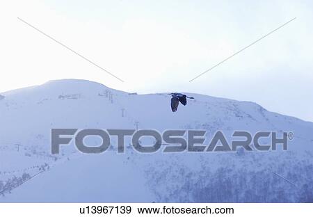 Stock Photo - Bird in sky. Fotosearch