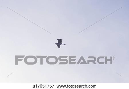 Bird in sky View Large Photo Image Stock Photo - Bird in sky. Fotosearch