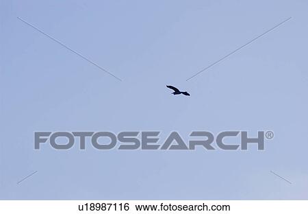 Stock Photograph - Bird in sky. Fotosearch