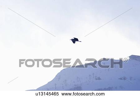 Stock Photography - Bird in sky. Fotosearch
