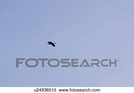 Bird in sky View Large Photo Image Stock Photography - Bird in sky. Fotosearch