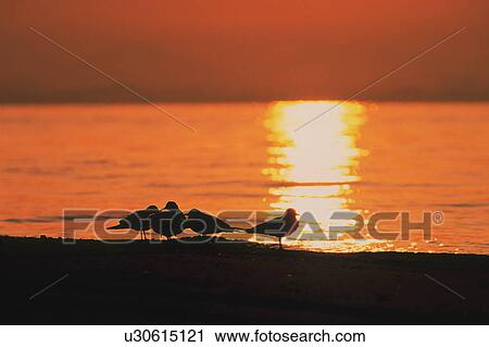 Stock Image - Birds at dusk. Fotosearch
