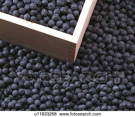 Black beans from Tanba View Large Photo Image Stock Photograph - Black beans from Tanba. Fotosearch