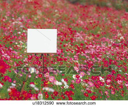 Blank canvas on easel in field of cosmos View Large Photo Image Stock Image - Blank canvas on easel in field of cosmos. Fotosearch