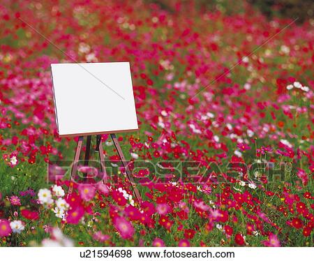 Blank canvas on easel in field of cosmos View Large Photo Image Stock Photo - Blank canvas on easel in field of cosmos. Fotosearch