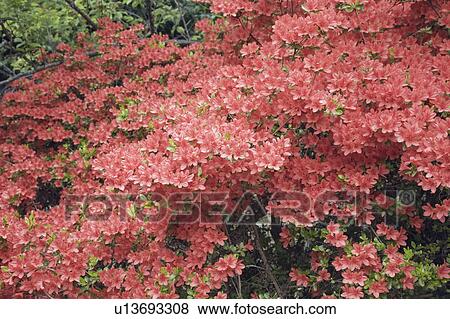 Blooming Azalea View Large Photo Image Stock Photo - Blooming Azalea. Fotosearch