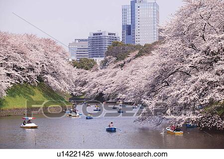 Stock Photography - Blooming Cherry Blossom and Boats on River. Fotosearch