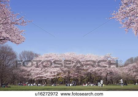 Stock Image - Blooming Cherry Blossom in Park, People Having Picnic Under Tree. Fotosearch