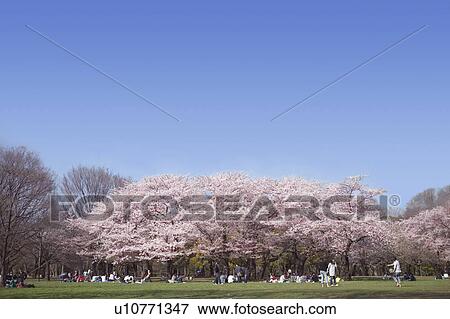 Blooming Cherry Blossom in Park, People Having Picnic Under Tree View Large Photo Image Stock Photo - Blooming Cherry Blossom in Park, People Having Picnic Under Tree. Fotosearch