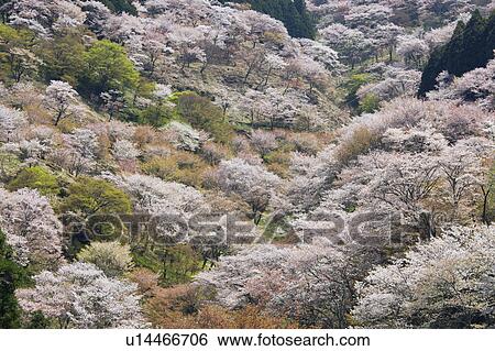Stock Photograph - Blooming Mountain Cherry Blossoms. Fotosearch