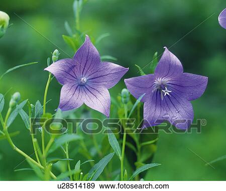 Blue bell View Large Photo Image Stock Photo - Blue bell. Fotosearch