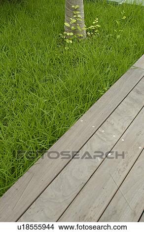 Picture - Boardwalk in Green Grass. Fotosearch