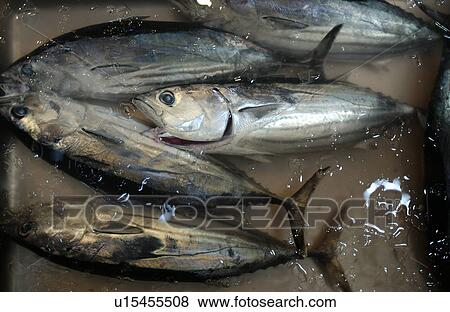 Bonito Tuna in Iced Water View Large Photo Image Stock Photo - Bonito Tuna in Iced Water. Fotosearch