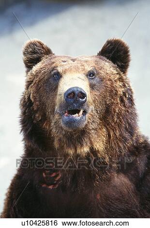Stock Photograph - Brown bear, close up. Fotosearch