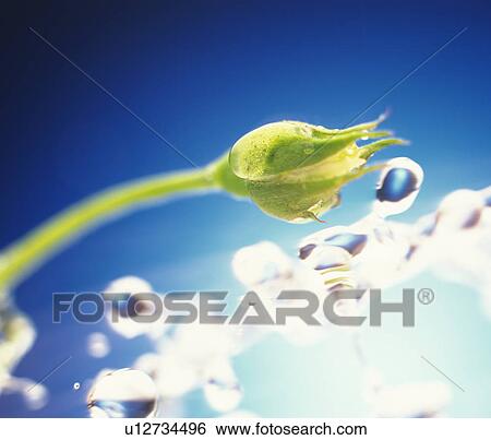 Stock Photograph - Bud. Fotosearch
