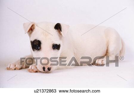 Stock Image - Bull Terrier. Fotosearch