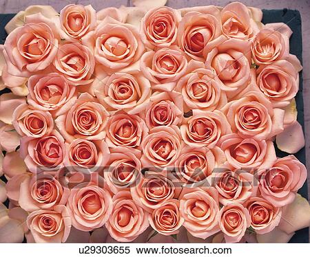 Stock Photography - Bunch of pink roses, close up, full frame. Fotosearch