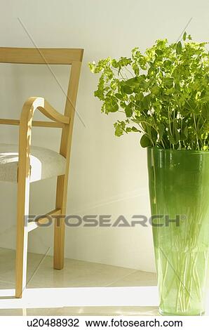 Stock Image - Bupleurum and chair. Fotosearch
