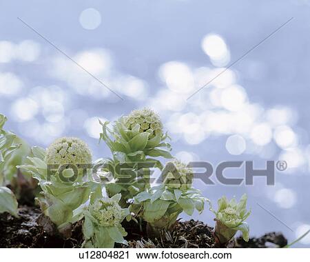 Butterbur sprouts View Large Photo Image Stock Image - Butterbur sprouts. Fotosearch