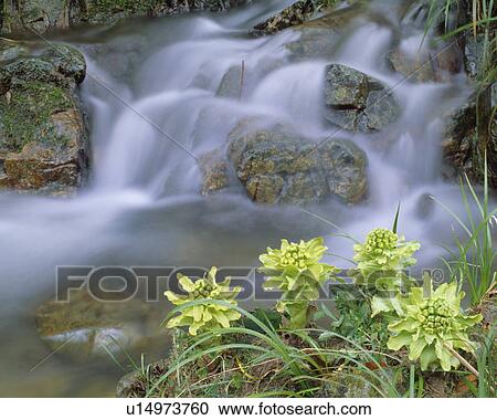Stock Image - Butterbur sprouts. Fotosearch