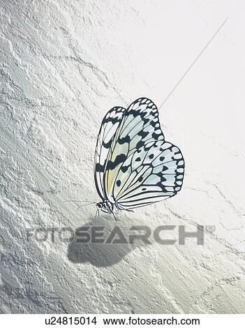 Picture - Butterfly. Fotosearch