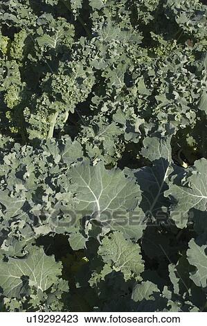 Cabbage View Large Photo Image Stock Image - Cabbage. Fotosearch