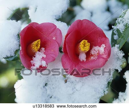 Stock Image - Camellia covered in snow. Fotosearch