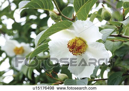 Stock Photo - Camellia (Stewartia pseudo camellia). Fotosearch