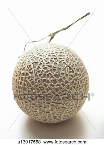 Cantaloupe, white background View Large Photo Image Stock Photo - Cantaloupe, white background. Fotosearch
