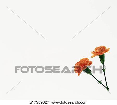 Carnations View Large Photo Image Stock Photo - Carnations. Fotosearch