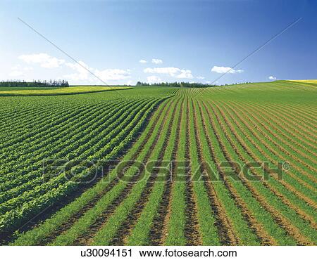 Stock Image - Carrot Field. Fotosearch