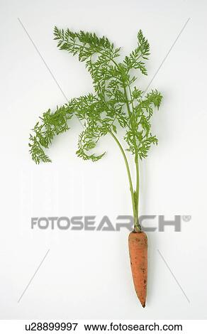 Stock Photo - Carrot with Green Leaves. Fotosearch