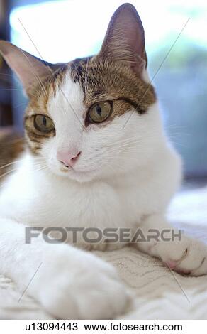 Cat View Large Photo Image Stock Image - Cat. Fotosearch