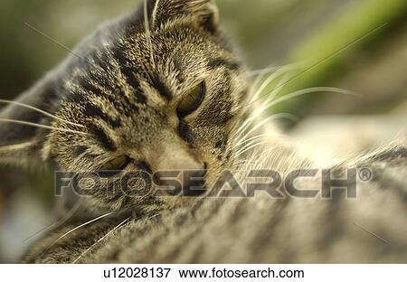 Cat View Large Photo Image Stock Photo - Cat. Fotosearch