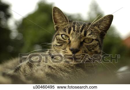 Stock Photography - Cat . Fotosearch