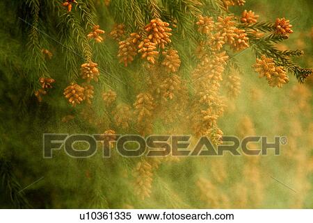 Stock Photography - Cedar tree pollen, . Fotosearch