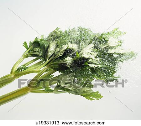 Celery being washed View Large Photo Image Stock Image - Celery being washed. Fotosearch