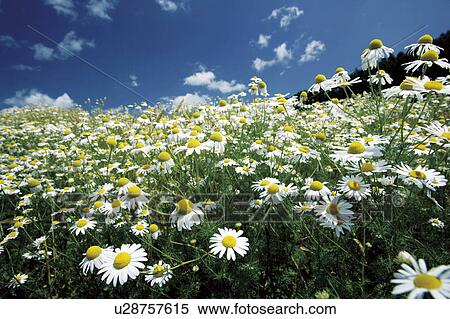 Chamomile, Hokkaido Prefecture, Japan View Large Photo Image Stock Photography - Chamomile, Hokkaido Prefecture, Japan. Fotosearch