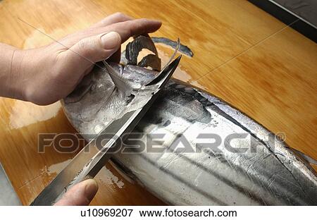 Chef cutting bonito, close up View Large Photo Image Stock Photo - Chef cutting bonito, close up. Fotosearch