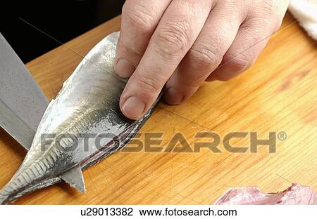 Chef cutting horse mackerel, close up View Large Photo Image Stock Image - Chef cutting horse mackerel, close up. Fotosearch