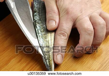 Stock Photo - Chef cutting horse mackerel, close up. Fotosearch