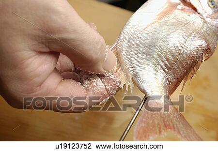 Chef putting salt on skewered sea bream, close up View Large Photo Image Stock Image - Chef putting salt on skewered sea bream, close up. Fotosearch