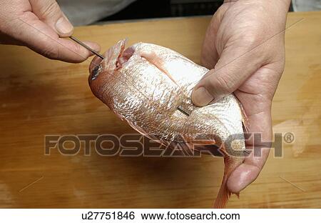 Stock Photograph - Chef skewering sea bream, close up. Fotosearch