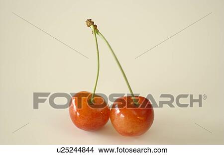 Cherries, white background View Large Photo Image Picture - Cherries, white background. Fotosearch